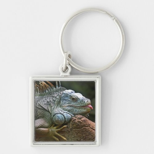 Iguana key chain