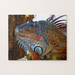 Iguana Lizard Florida . Jigsaw Puzzle