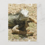 Iguana Lizard Postcard