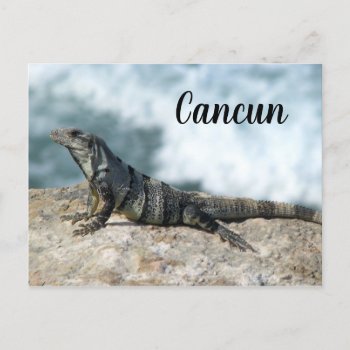 Iguana Lizard Reptile Cancun Mexico Postcard by ZenPrintz at Zazzle