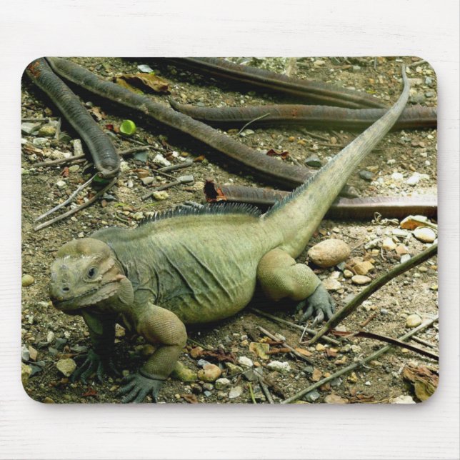 Iguana Mousepad (Front)