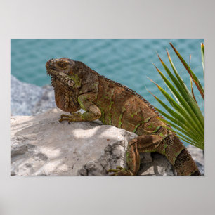 Iguana on Stone Poster