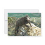 Iguana on the Rocks at St. Thomas