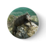 Iguana on the Rocks at St. Thomas Button