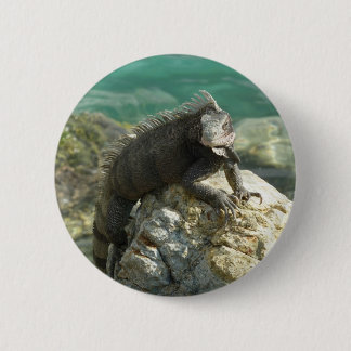 Iguana on the Rocks at St. Thomas Button