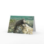 Iguana on the Rocks at St. Thomas Card