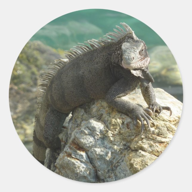 Iguana on the Rocks at St. Thomas Classic Round Sticker (Front)