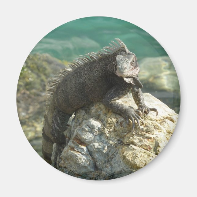 Iguana on the Rocks at St. Thomas Magnet (Front)