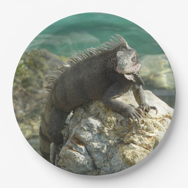 Iguana on the Rocks at St. Thomas Paper Plates (Front)