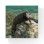 Iguana on the Rocks at St. Thomas Paperweight