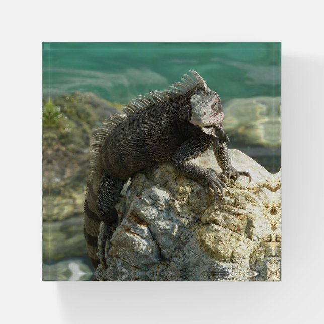 Iguana on the Rocks at St. Thomas Paperweight (Front)