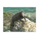 Iguana on the Rocks at St. Thomas Postcard