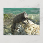 Iguana on the Rocks at St. Thomas Postcard