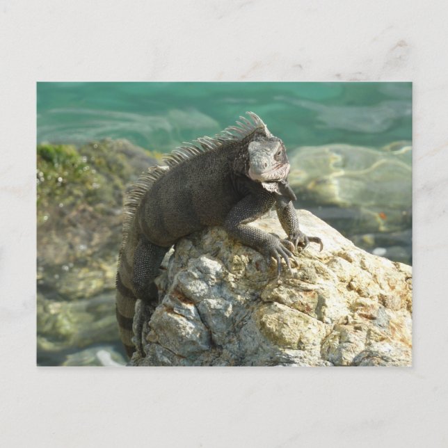 Iguana on the Rocks at St. Thomas Postcard (Front)