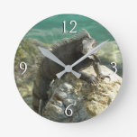 Iguana on the Rocks at St. Thomas Round Clock