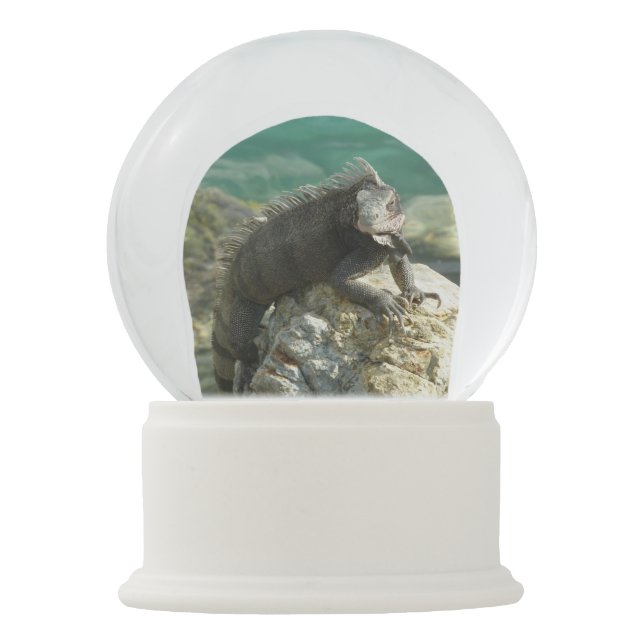 Iguana on the Rocks at St. Thomas Snow Globe (Front)
