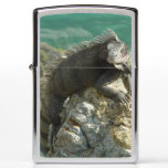 Iguana on the Rocks at St. Thomas Zippo Lighter
