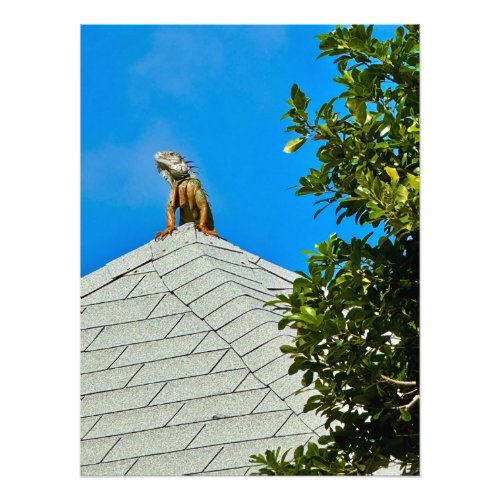 Iguana on the Rooftop in St Martin Photo Print