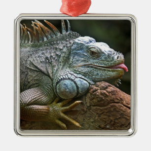 Iguana ornament