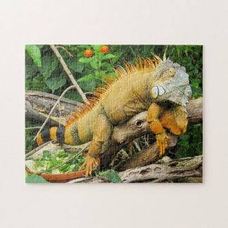 Iguana pet jigsaw puzzle