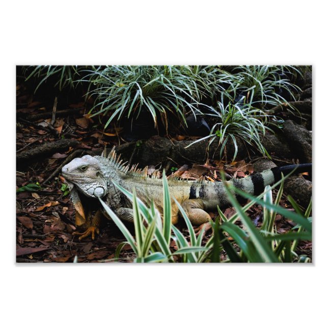 Iguana Photo Print (Front)