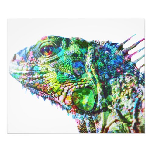 Iguana Photo Print