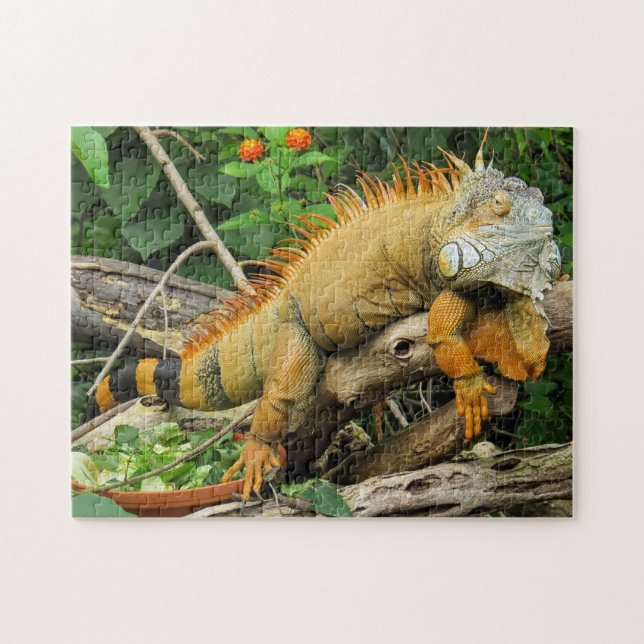 Iguana Photo Puzzle (Horizontal)