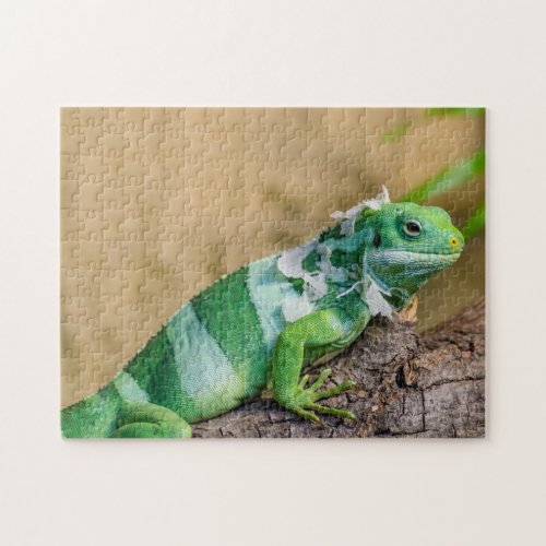 Iguana Photo Puzzle