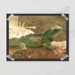 Iguana Photos Postcard