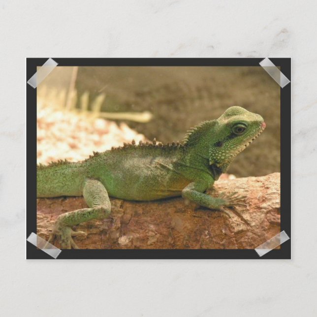 Iguana Photos Postcard (Front)