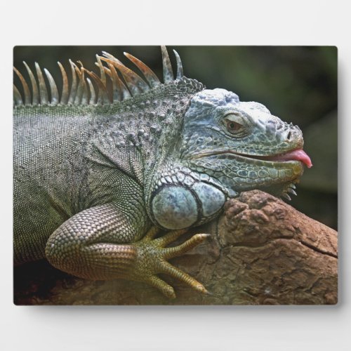 Iguana plaque