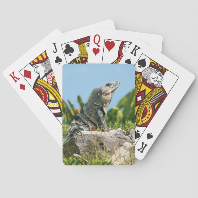 Iguana Poker Cards (Back)