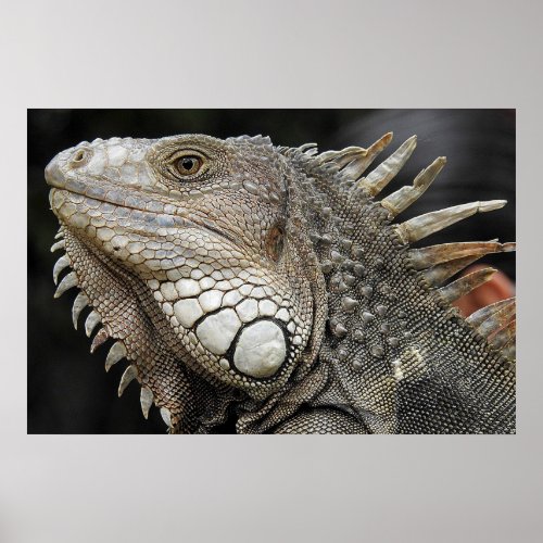Iguana portrait poster