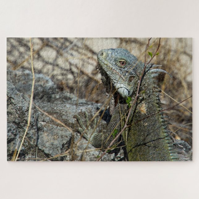 Iguana Posing on Rock for Camera Jigsaw Puzzle (Horizontal)