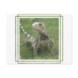 Iguana Postcard