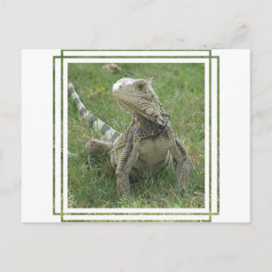 Iguana Postcard