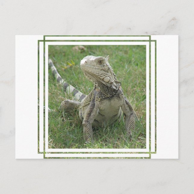 Iguana Postcard (Front)