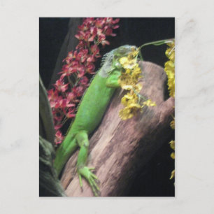Iguana Postcard