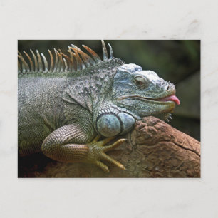 Iguana postcard