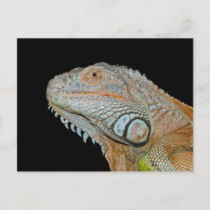 IGUANA POSTCARD