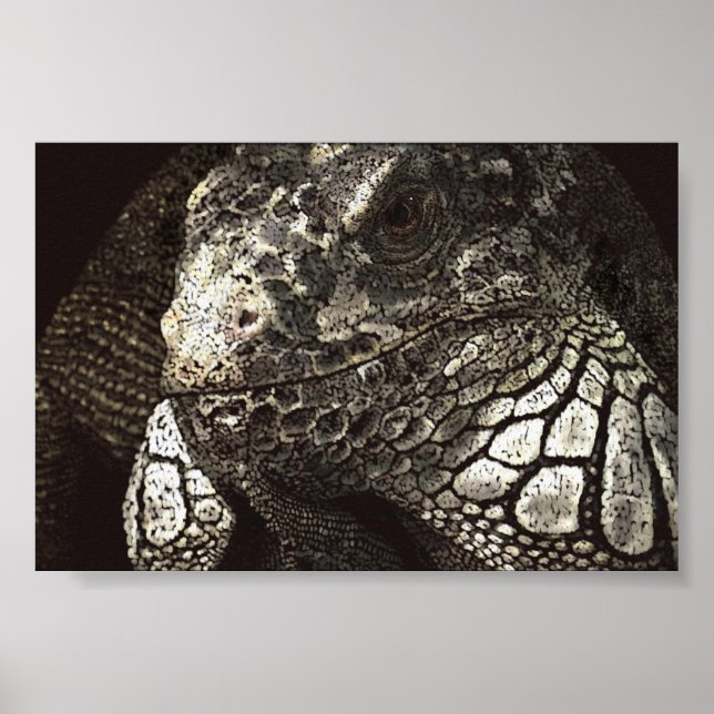 Iguana Poster (Front)