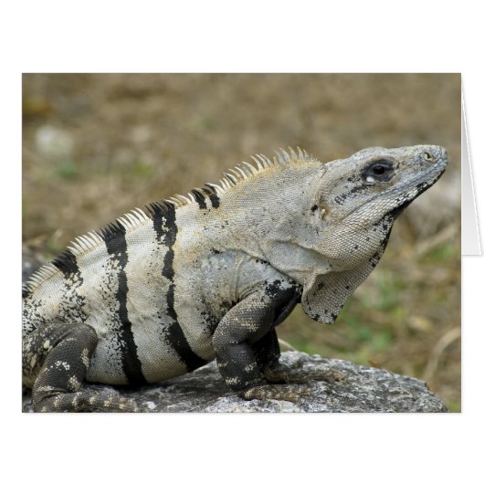 Iguana Profile (Front Horizontal)