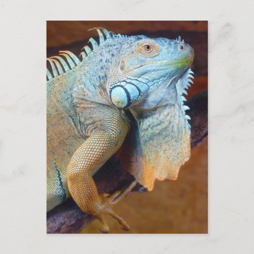 Iguana reptile postcard