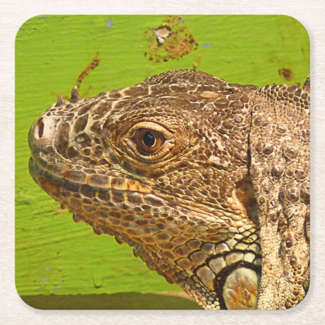 IGUANA SQUARE PAPER COASTER (Front)