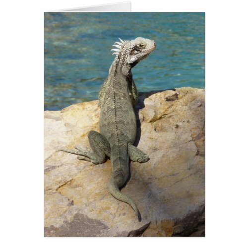 Iguana Tropical Wildlife Photography