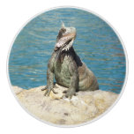 Iguana Tropical Wildlife Photography at St. Thomas Ceramic Knob