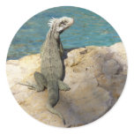 Iguana Tropical Wildlife Photography at St. Thomas Classic Round Sticker