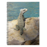 Iguana Tropical Wildlife Photography at St. Thomas Notebook