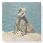 Iguana Tropical Wildlife Photography at St. Thomas Stone Coaster