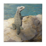 Iguana Tropical Wildlife Photography at St. Thomas Tile